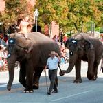 Circus Elephants in the Parade